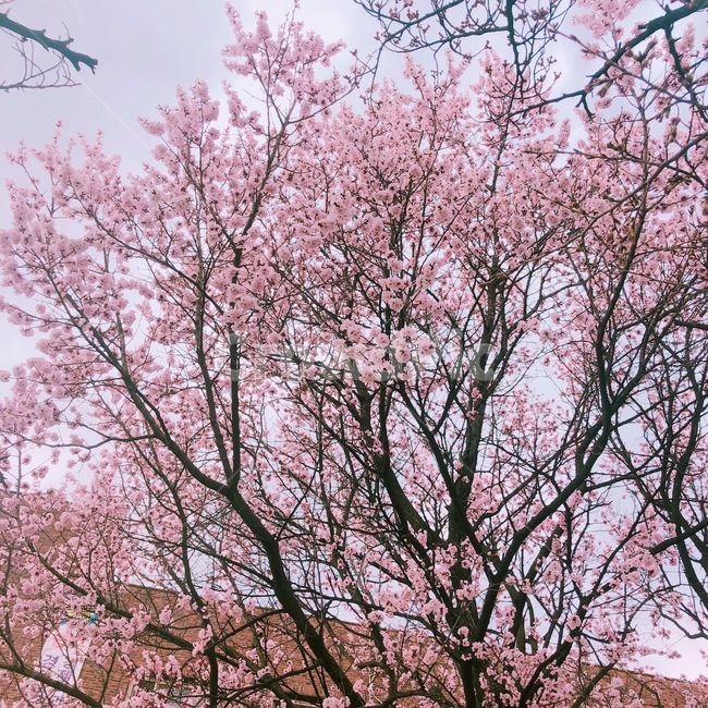 plant,식물,blossom,cherryblossom,벚꽃,flower,꽃,식물,자연,plants,nature,꽃,flower,나무,trees,wood