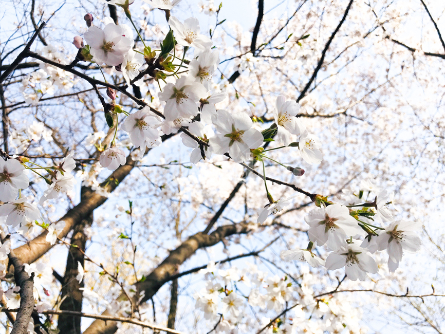 벚꽃,봄꽃,꽃,봄,벚나무,나무,자연,계절,blossom,spring,flower,plant,nature,season,식물,자연,plants,nature,꽃,flower