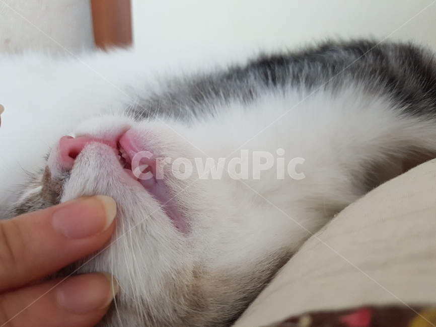 고양이,핑크코,cat,핑크발바닥,냥,냥이,하얀고양이,귀여운,애기고양이,kitten,동물,animal,포유류,mammal,고양이,cat,kitten,kitty