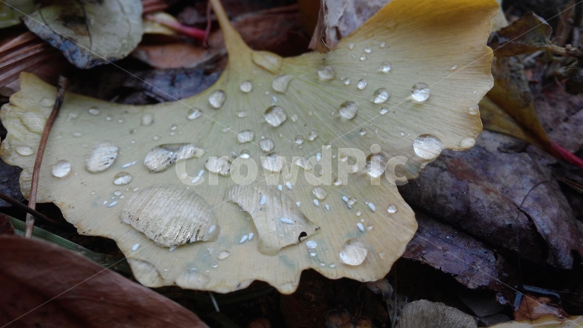 은행잎,가을,아름다움,편안함,빗방울,가을,계절,fall,autumn,season,leaf,잎,plant,식물