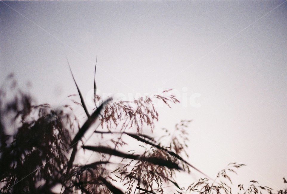 갈대,억새,가을,하늘공원,fall,autumn,가을,계절,fall,autumn,season,식물,자연,plants,nature,감성,sensible,feeling,grass,잔디,plant