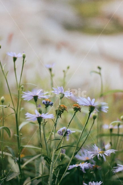 꽃,플라워,가을,계절,자연,벌개미취,벌개미취꽃,flower,nature,autumn,식물,자연,plants,nature,꽃,flower,감성,sensible,feeling