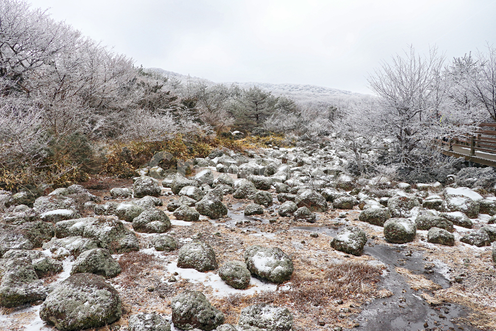 제주도,한라산,1100고지,한라산1100고지,설경,눈꽃,눈,snow,자연,nature,옥외,outdoors
