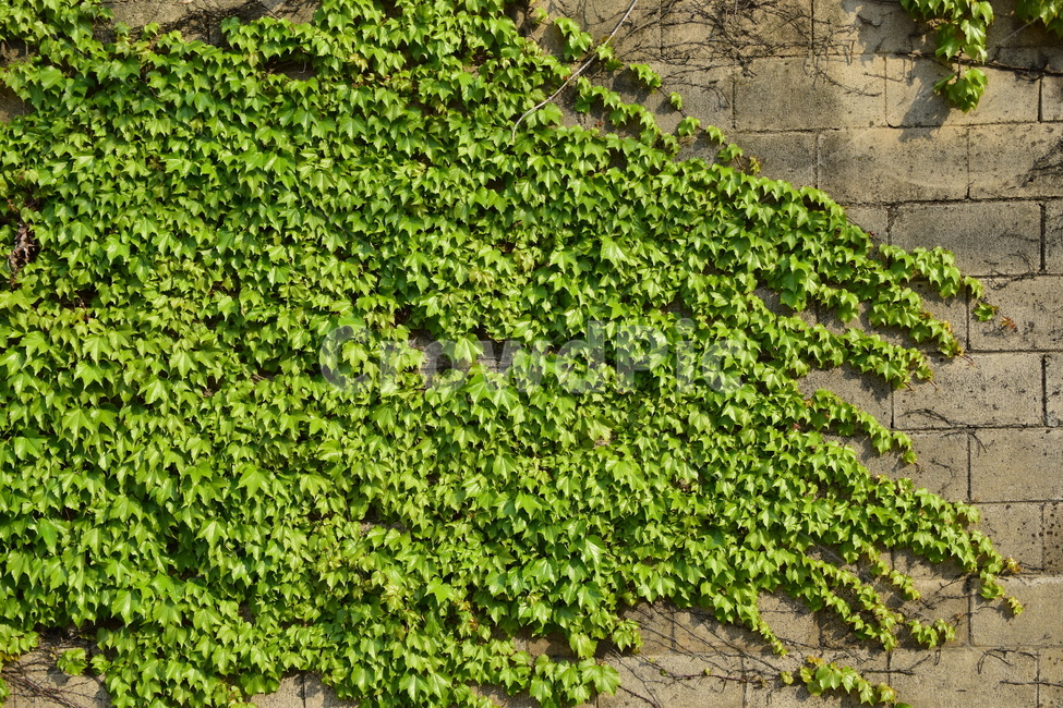 담쟁이덩쿨,담쟁이,담벼락,식물,배경,자연,nature,plant,background,백그라운드,자연이미지,자연배경,바탕,넝쿨,잎사귀,담쟁이덩굴,넝쿨식물