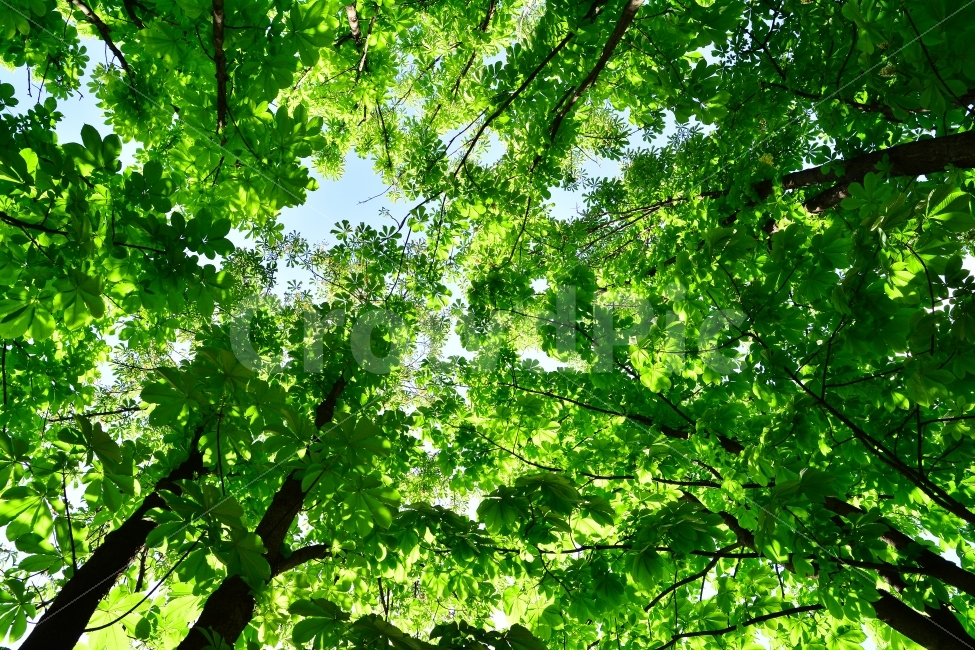 자연,그리너리,나뭇잎,식물,힐링,숲,나무들,싱그러운,green,tree,greenleaves,친환경,자연친화적,순수,청정,오염없는,색감,색상,해맑은,햇살,초록,초록물결,그린,녹색,신록,활엽수,숲속,햇빛,공기,정화,환경,자연이미지,환경친화적,푸르른,청록,배경,바탕,백그라운드,자연,풍경,nature,landscape,여름,계절,summer,season,휴식,힐링,rest,relaxation,healing,plant,tree,leaf,잎