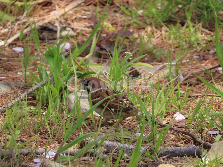 참새,동물,잡초,흙,봄,새,조류,갈색,식물,자연,한국조류,sparrow,animal,weed,dirt,nature,spring,bird,brown,plants,동물,animal,조류,새,birds