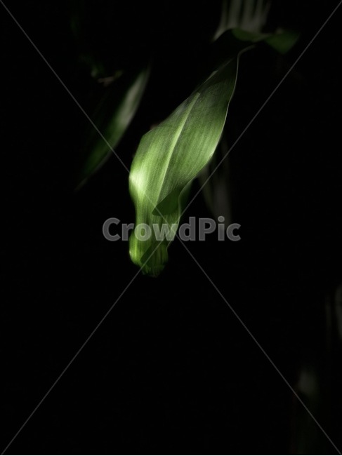 plant,식물,초록색,화초,green,식물,자연,plants,nature