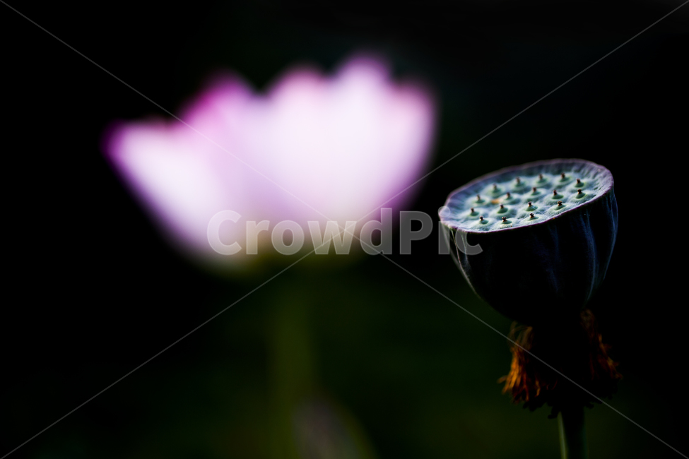 연꽃,연꽃씨방,꽃,대비,삶,세월,식물,자연,plants,nature,꽃,flower