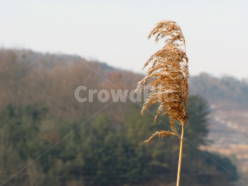 겨울,성애,서리,억새,갈대,얼음,겨울,계절,winter,season,식물,자연,plants,nature