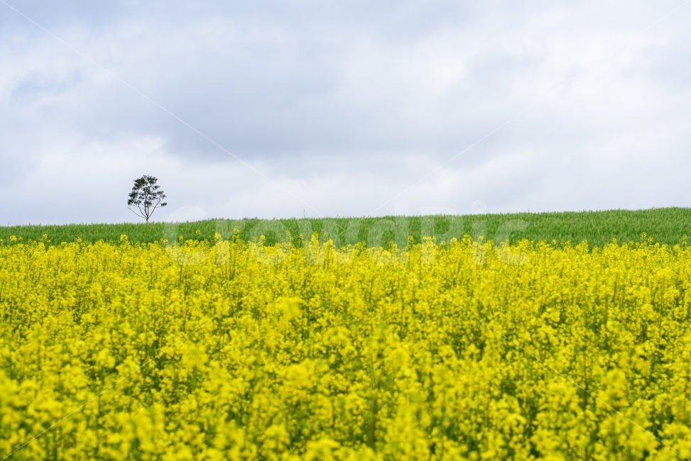 유채꽃,고요,꽃밭,나무한그루,식물,실외,자연,풍경,하늘,꽃,사람없는이미지,외로운,변화,silent,flower,나무,tree,노랑,yellow,plant,landscape,lonely,자연,풍경,nature,landscape,봄,계절,spring,season,grassland,목초지,outdoors,옥외,field,들