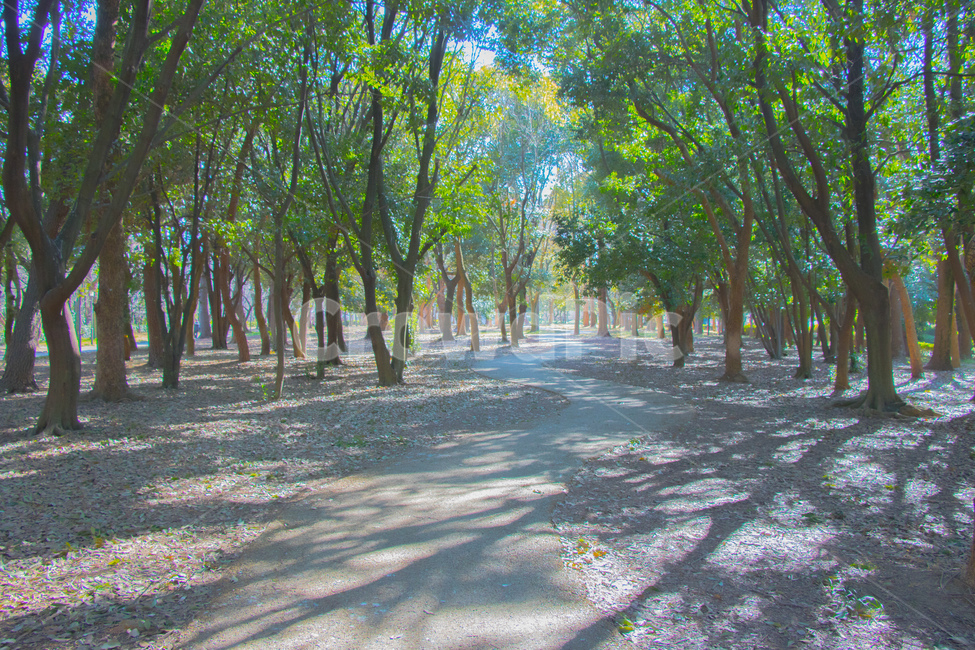 일본,자연,나무,푸른,길,산책로,자연,풍경,nature,landscape,tree,plant,식물