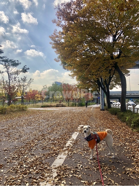 가을,하늘,낙엽,단풍,구름,진돗개,강아지,산책,공원,믹스견,도로,나무,식물,동물,animal,포유류,mammal,개,강아지,dog,doggy