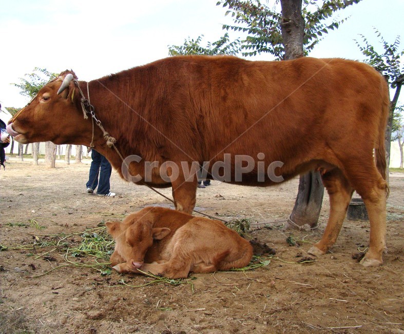 소,한우,송아지,가축,포유류,cow,동물,animal,동물,animal,포유류,mammal