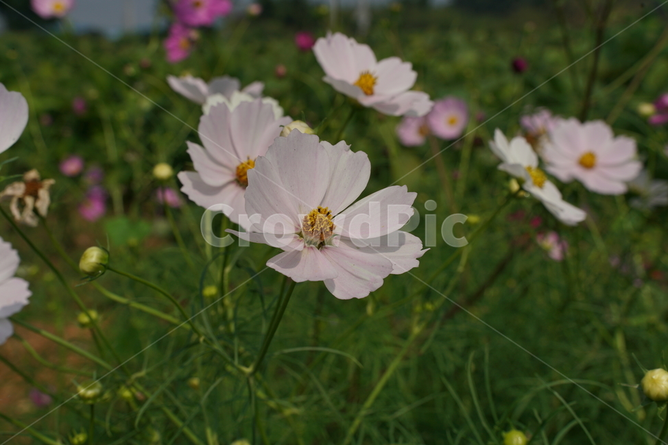 코스모스,cosmos,두상화,국화과,가을,flower,꽃,plant,식물,식물,자연,plants,nature,꽃,flower