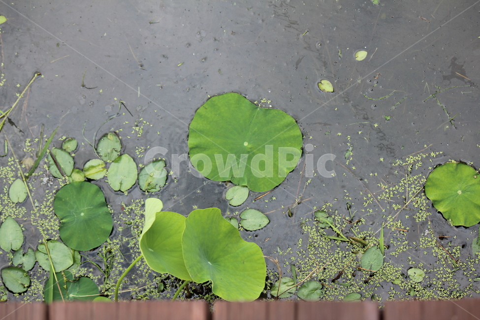 연잎,물,공원,봄,고요,나들이,개구리왕눈이,식물,자연,plants,nature
