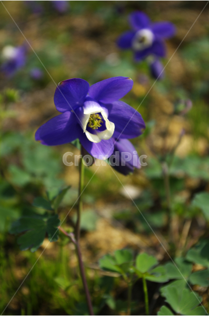 매발톱꽃,식물,flower,plants,nature,꽃,꽃봉오리,꽃밭,color,식물,자연,plants,nature,꽃,flower