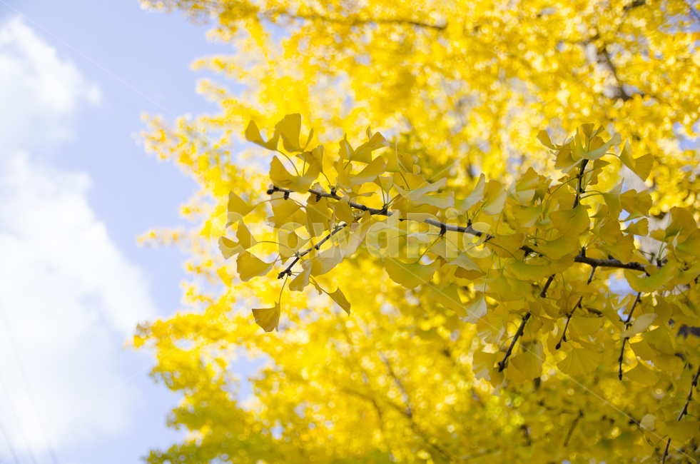 가을,은행나뭇잎,노란색,노랑,나뭇잎,가을,계절,fall,autumn,season,자연,풍경,nature,landscape,leaf,잎,plant,식물,tree,나무