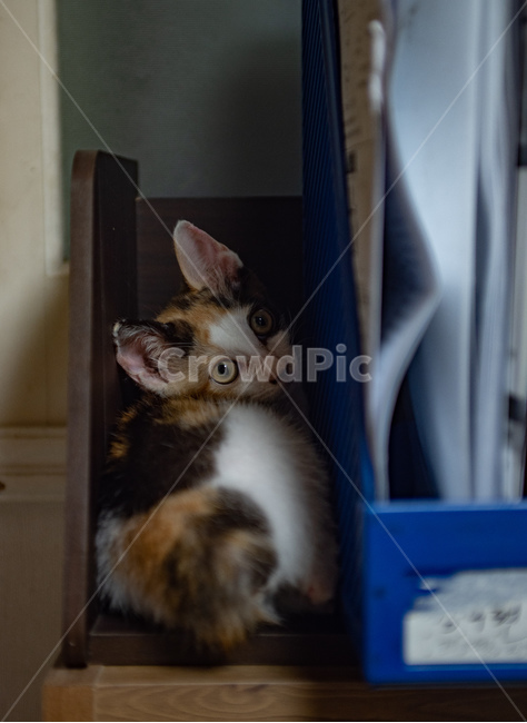 고양이,반려동물,냥이,냥,애완동물,반려묘,동물,코리안숏헤어,코숏,믹스냥,새끼고양이,아깽이,집사,애묘,묘,귀여운,포유류,삼색이,삼색고양이,kitten,cat,animals,baby,cute,animal,kitty,mammal