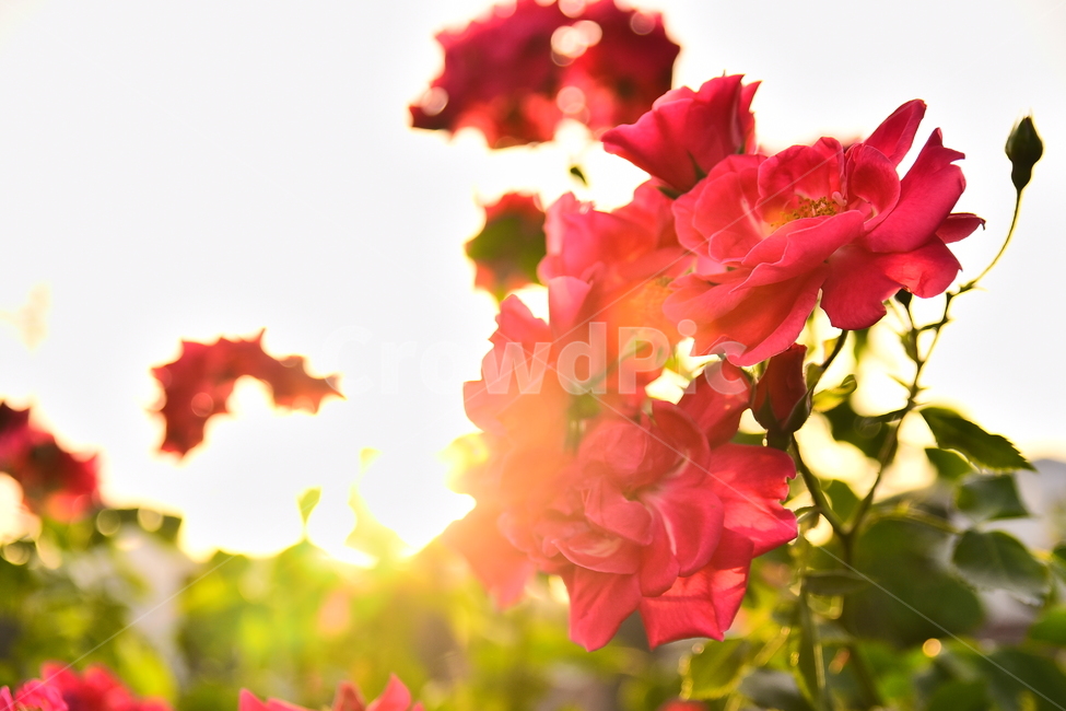 장미,장미꽃,계절,햇살,오후,시즌,꽃,구름,5월,6월,season,rose,flowers,배경,바탕,백그라운드,역광,해질무렵,빨강색