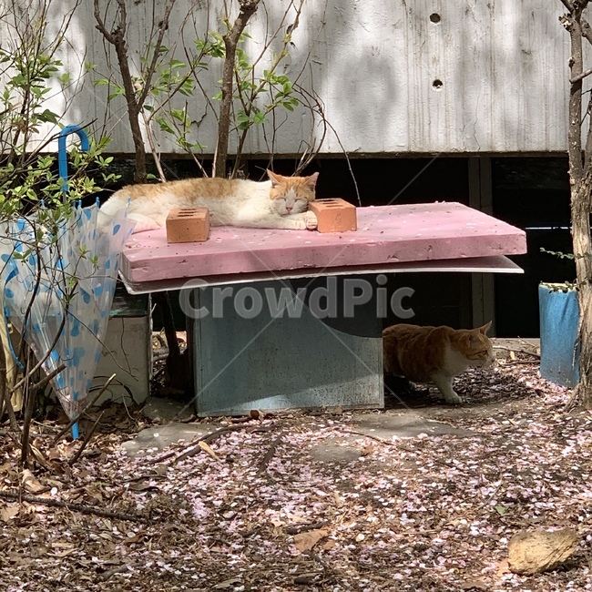 고양이,풍경,감성,나른함,오후,가을,낮잠
