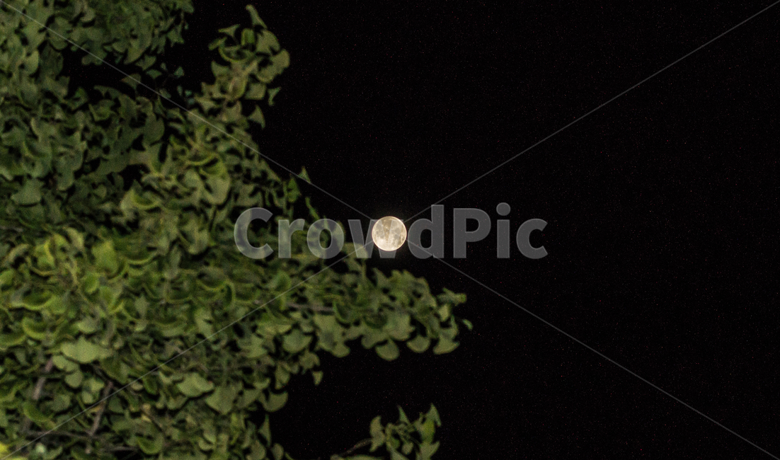 달,보름달,밤,나무,하늘,풍경,야경,저녁,moon,fullmoon,night,nightview,tree,sky,landscape,자연,풍경,nature,landscape,outdoors,옥외