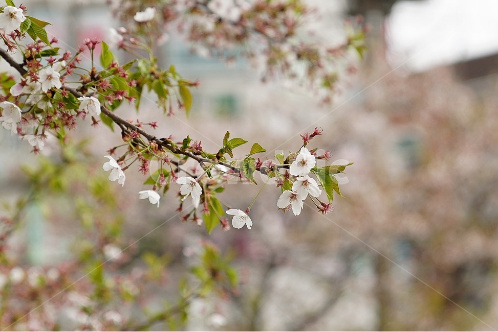 꽃,봄,보케,향기,아웃포커싱,봄,계절,spring,season,식물,자연,plants,nature,꽃,flower,plant