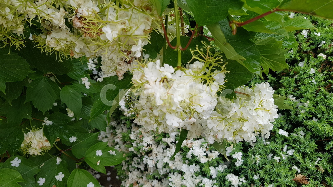 plant,식물,flower,꽃,자연,식물,자연,plants,nature,꽃,flower
