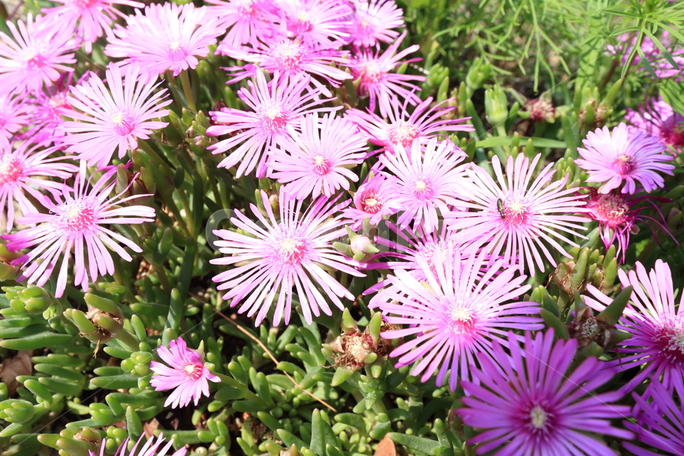 꽃,프라워,야생화,이쁜꽃,꽃밭,야생,식물,자연,plants,nature