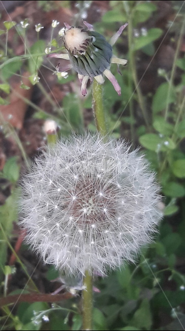 민들레,씨,푸르른,한얀,봄,식물,자연,plants,nature,꽃,flower