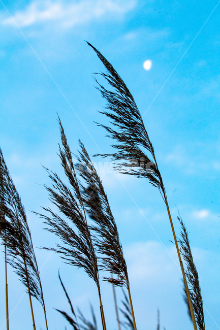 plant,식물,grass,lawn,갈대,reed,잔디,식물,자연,plants,nature