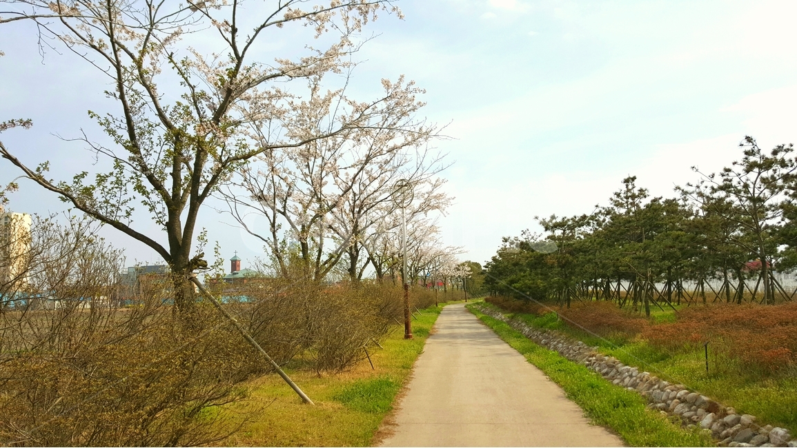 봄,풍경,자연,벚꽃,산책로,spring,봄,계절,spring,season,도시,풍경,city,landscape,한국도시풍경,한국도시경관,korea cityscape,outdoors,옥외,nature,road,도로
