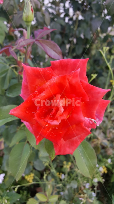 rose,장미,blossom,plant,식물,flower,꽃,식물,자연,plants,nature,꽃,flower