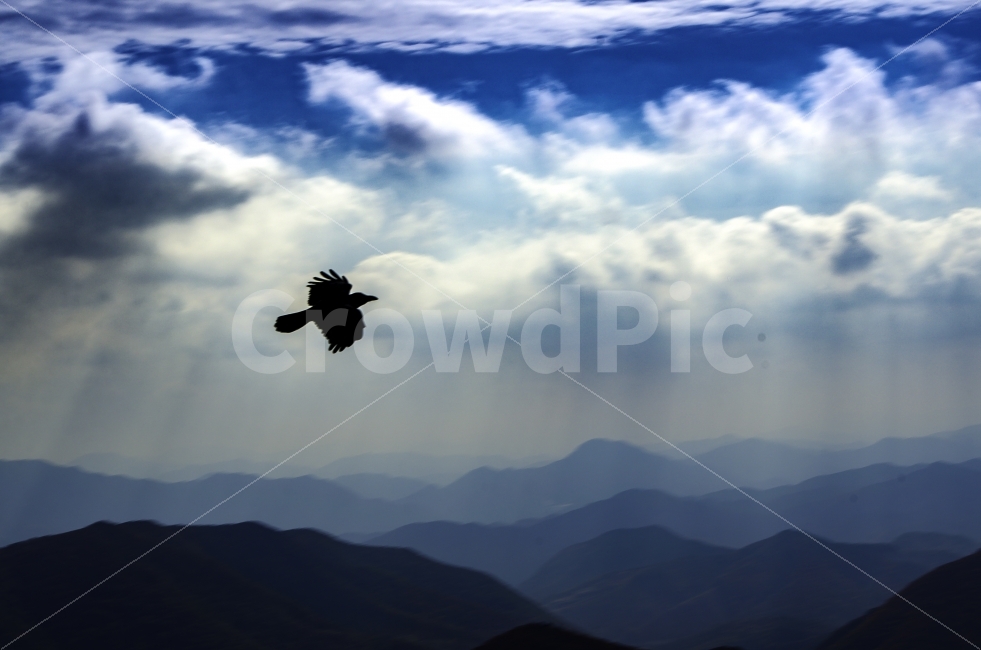 까마귀,새,날다,하늘,구름,배경화면,자연,풍경,nature,landscape,동물,animal,조류,새,birds,실루엣,그림자,silhouette,shadow,outdoors,옥외
