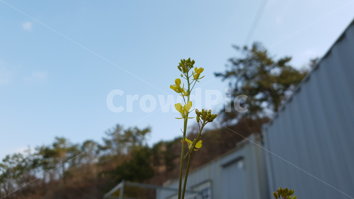 꽃,식물,plant,노란,노란꽃,봄