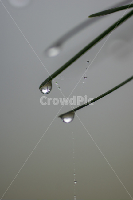 이슬,아침이슬,솔잎,물방울,아침,식물,자연,plants,nature
