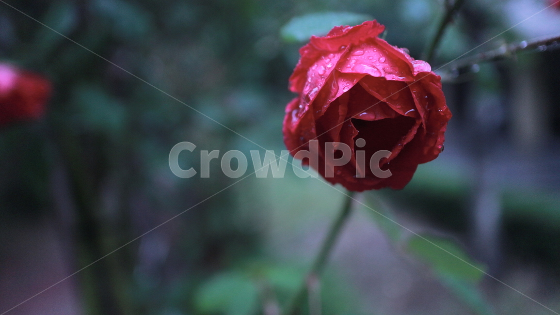 아웃포커스,비온뒤,장미,꽃,비,식물,자연,plants,nature,꽃,flower