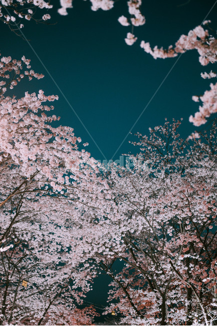 night view,sky,Cherry Blossom,nature,cherryblossom,night cherry blossoms,nightsky,cherry blossoms at night,cherry blossom tree,spring,healing,cherry blossom viewing,background,sight,season,Dimly,Emotion