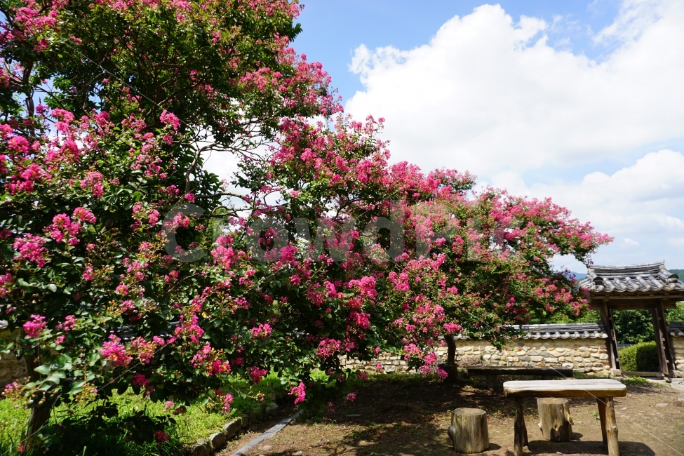 하목정,배롱나무,꽃,하늘,구름,자연,풍경,nature,landscape,한국전통,한국문화,korean traditional,korean culture,plant,식물,outdoors,옥외