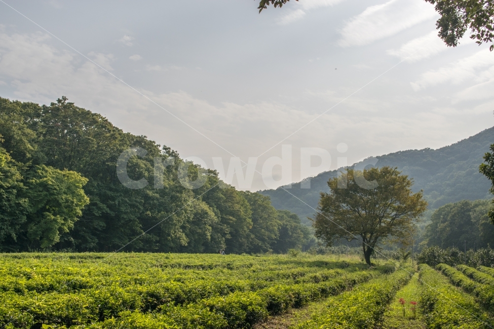 선운사,꽃무릇,식물,나무,배경화면,자연,풍경,nature,landscape,field,들,outdoors,옥외,grassland,목초지