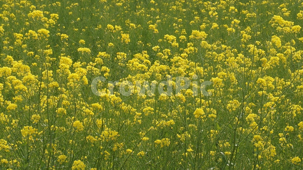 유채,유채꽃,유채꽃밭,꽃밭,봄,식물,자연,plants,nature,꽃,flower
