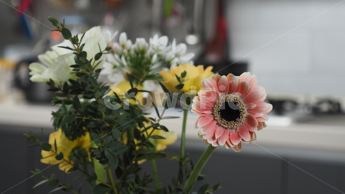 꽃,flower,blossom,식물,plant,식물,자연,plants,nature,꽃,flower