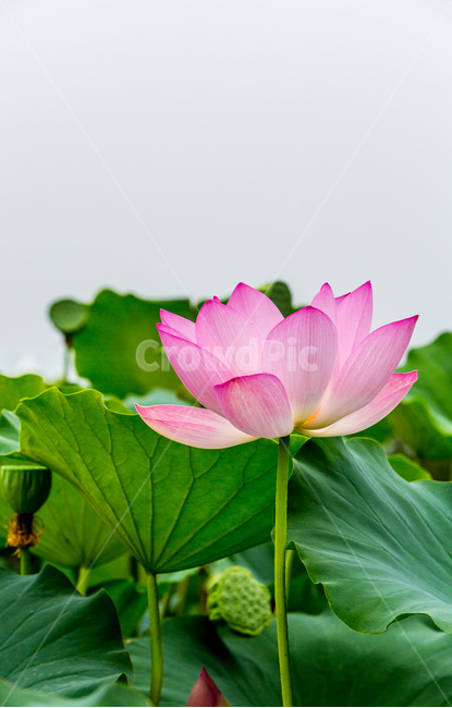 연꽃,연잎,청순,무늬,문양,습지,자연,식물,자연,plants,nature,꽃,flower
