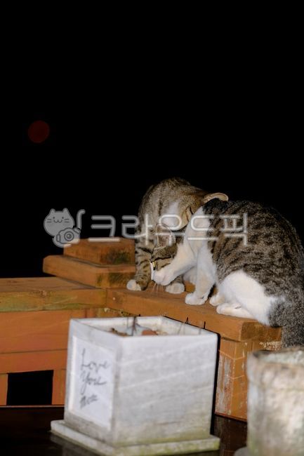 tabby cat,cute,kitty,beautiful,kitten,stray cat,mammal,Asshole,cat,streetcat,Agaengi,outdoorstraycat,straycat,pet,Kitten,attractive,nature,alleycat,cute animals,baby cat,Outfocusing,Pets,baby,bokeh,animal,mammalia,outdoor rest