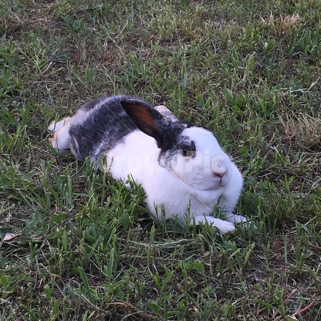 토끼,산토끼,rabbit,bunny,잔디,공원,풀