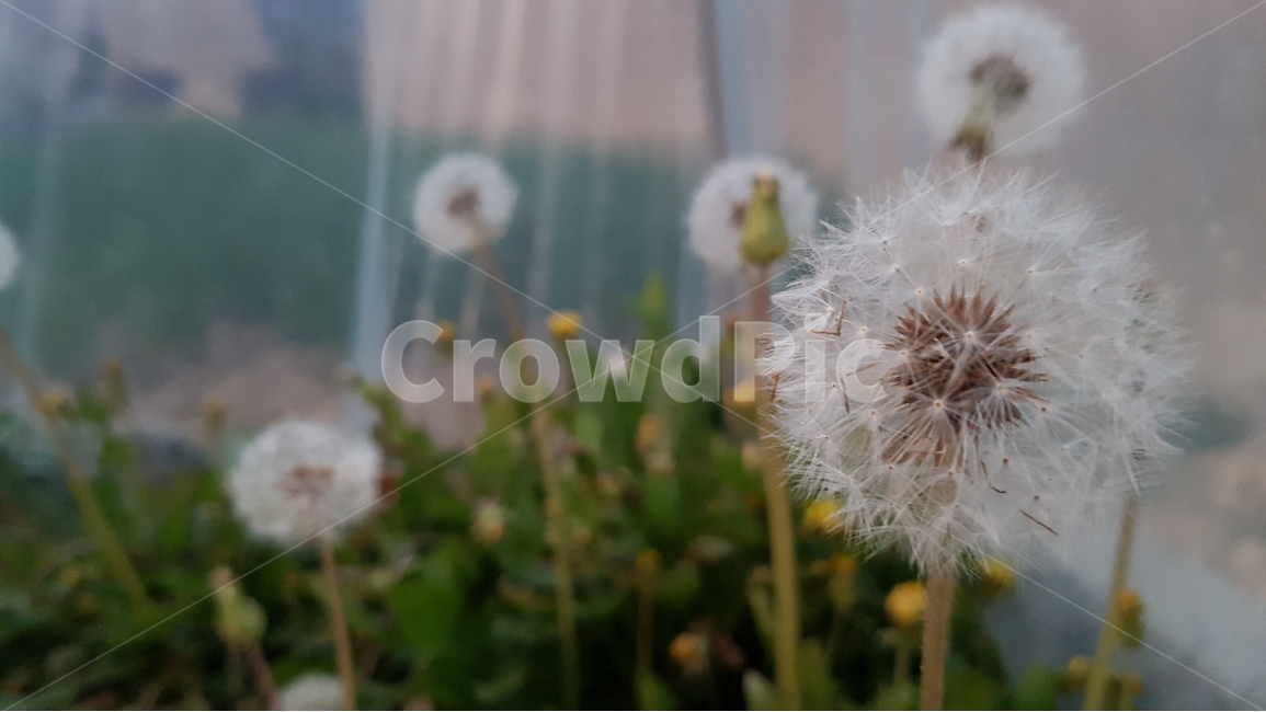 봄,민들레,꽃,flower,dandelion,spring,봄,계절,spring,season,식물,자연,plants,nature,꽃,flower,plant,blossom
