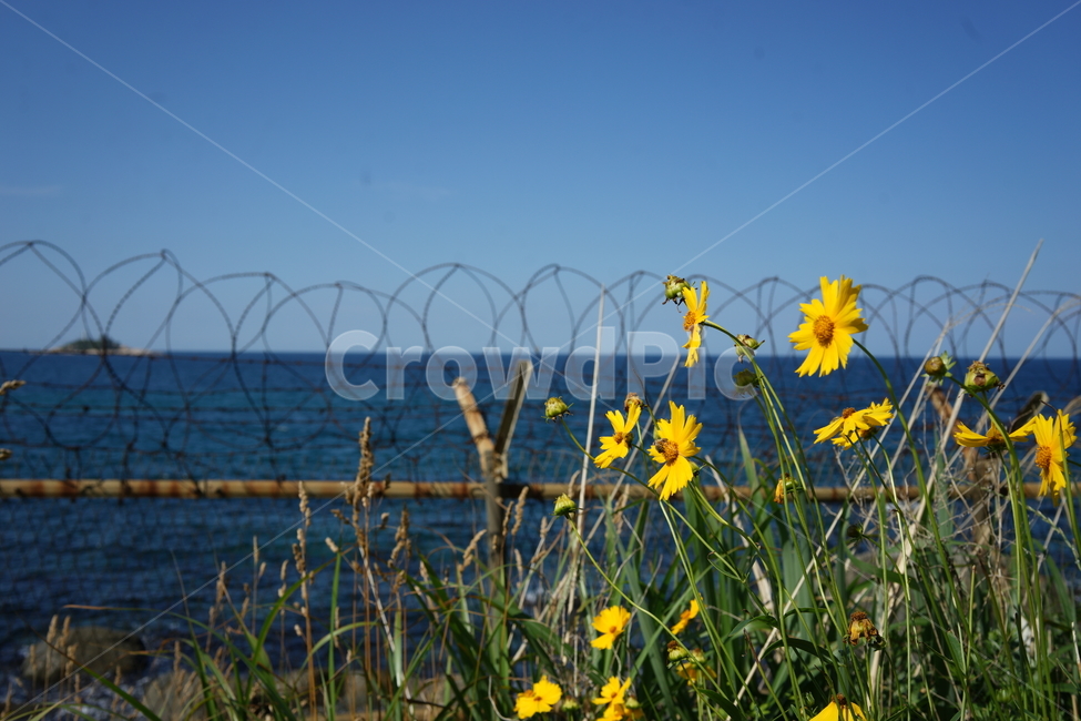 속초바다,바다,속초,노란꽃,철조망,파랑,노랑,식물,자연,plants,nature,꽃,flower