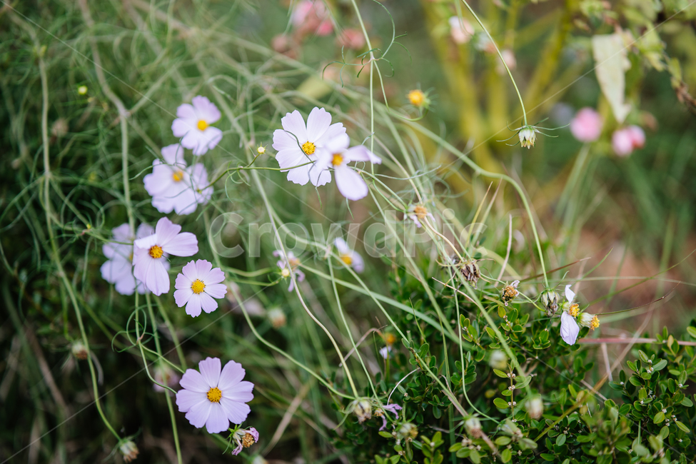 꽃,식물,flowers,botanical,plant,식물,자연,plants,nature,꽃,flower