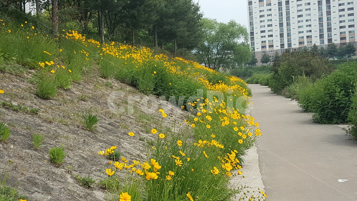 꽃,꽃길,노란꽃,산책길,거리