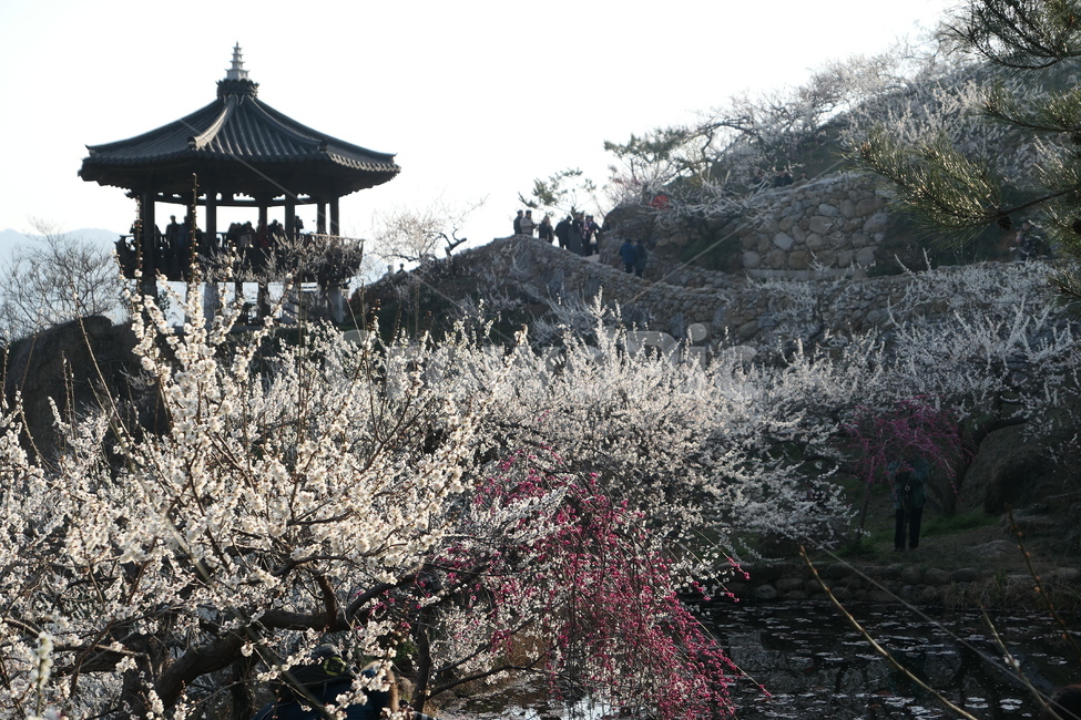 광양,매화마을,봄,꽃,매화