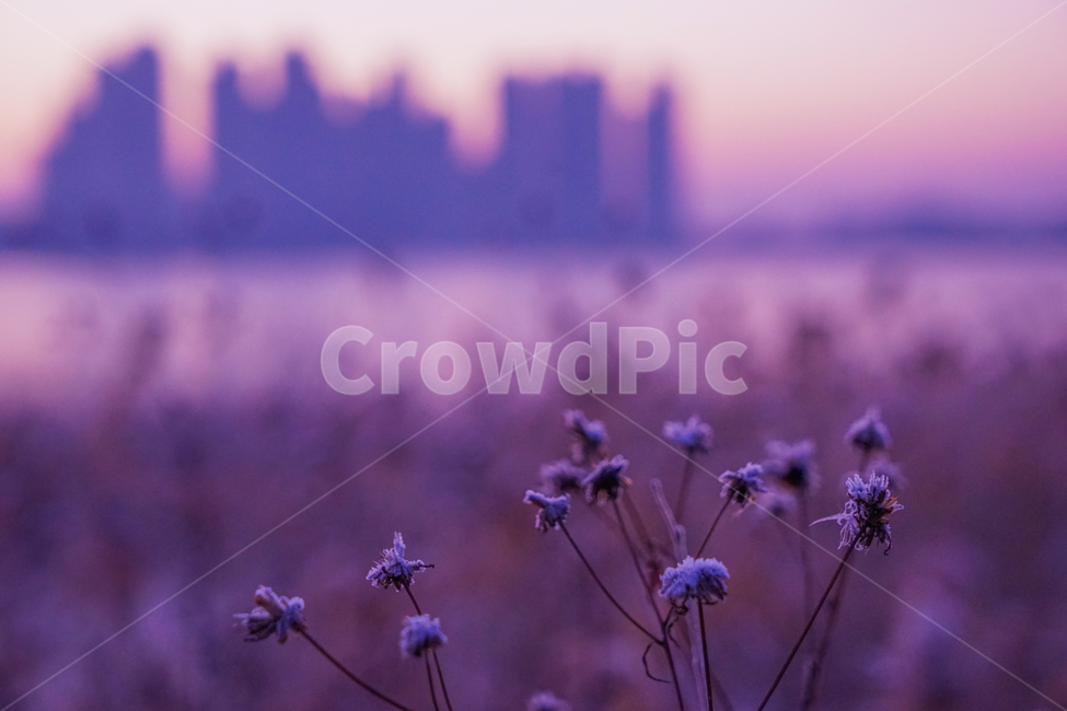 호수,저수지,여명,식물,수변,겨울,계절,가을,계절,fall,autumn,season,식물,자연,plants,nature,plant